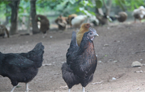 土雞